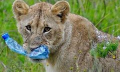 Need to protect our National Parks against plastic bags menace